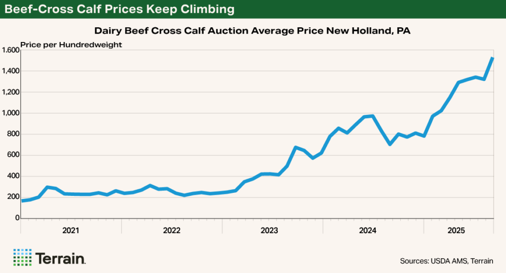 Chart 1 Dairy Q4 2025 - Beef-Cross Calf Prices Keep Climbing Chart 1 Dairy Q4 2025 - Beef-Cross Calf Prices Keep Climbing