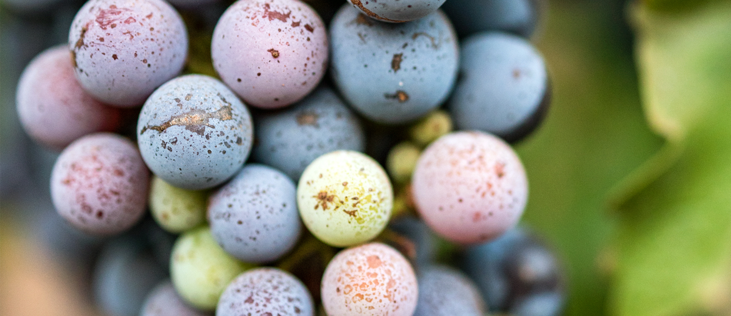 Winescape Winter 2025 hero - closeup of colorful, late season grapes