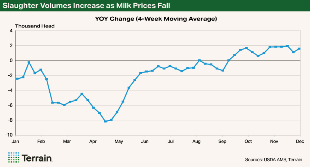 Chart for Hoard's Dairyman - Slaughter Volumes Increase as Milk Prices Fall Chart for Hoard's Dairyman - Slaughter Volumes Increase as Milk Prices Fall