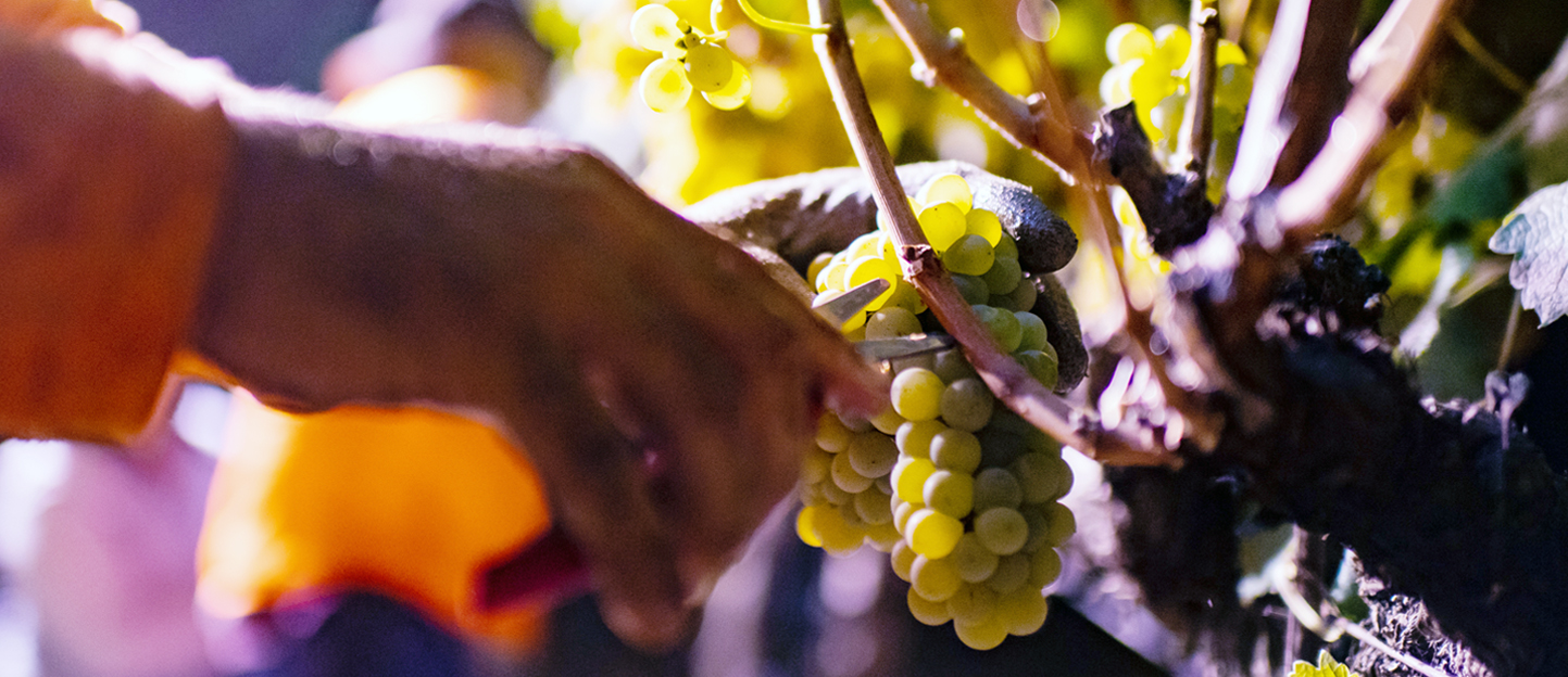 Winescape Spring 2026 hero - close up of a worker's hand clipping grapes during night time wine harvest